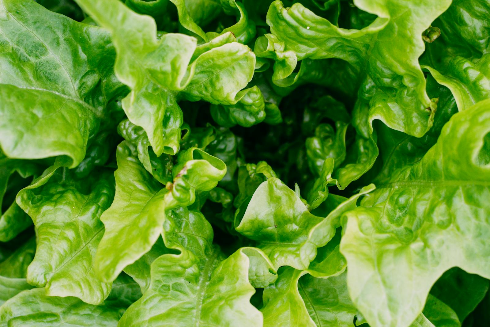 Vibrant close-up of fresh green lettuce leaves in a garden, highlighting details.