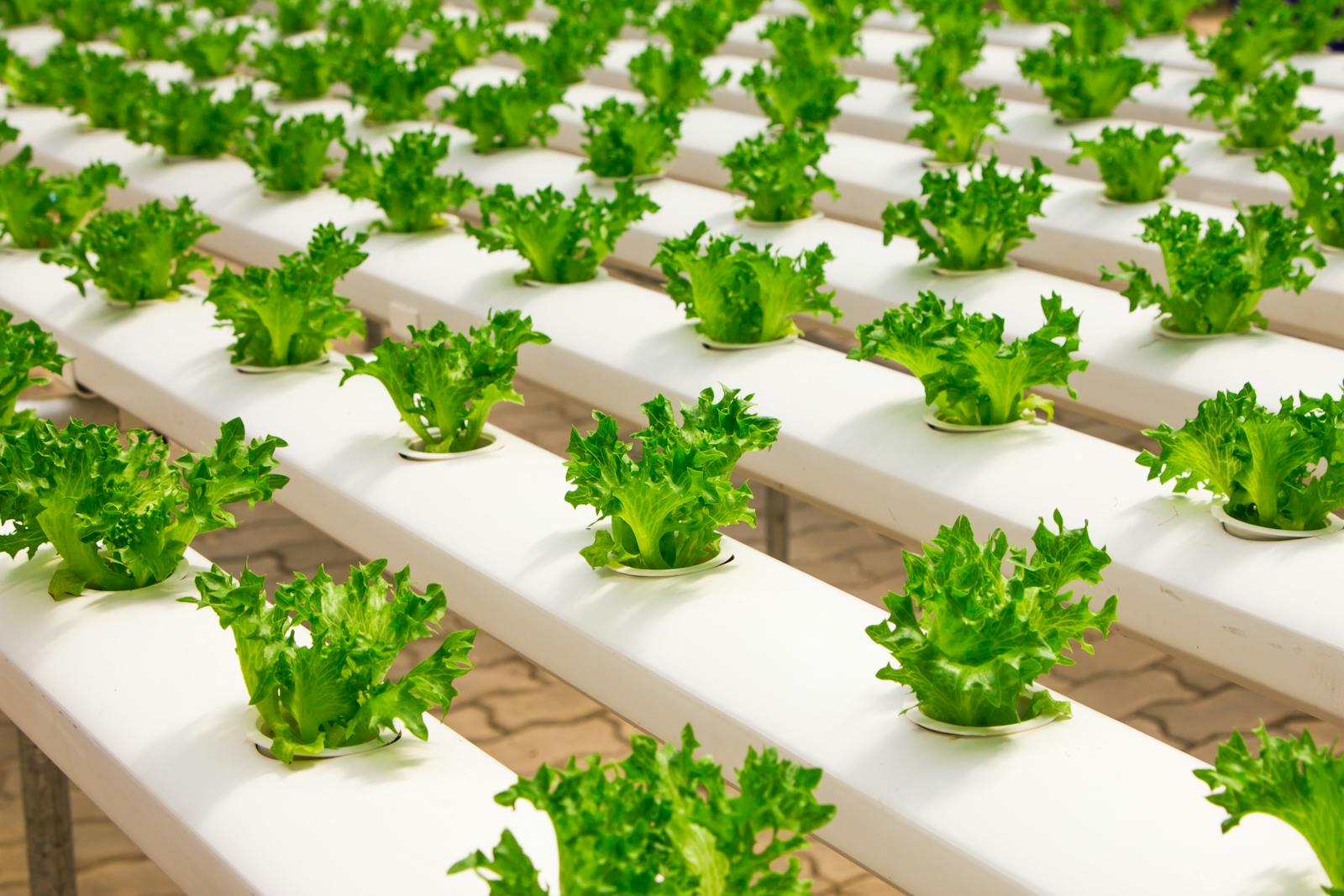 Fresh hydroponic lettuce plants growing in an indoor farm setup, showcasing modern agriculture.